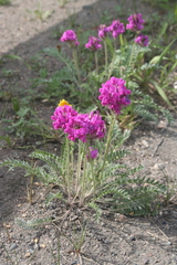 Oxytropis strobilacea