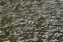 Milvus migrans migrans