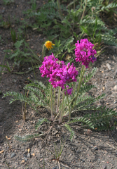 Oxytropis strobilacea