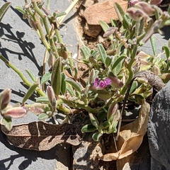 Polygala mascatensis