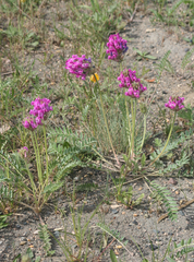 Oxytropis strobilacea
