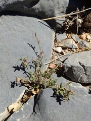 Polygala mascatensis