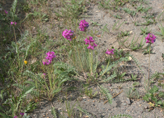 Oxytropis strobilacea