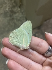 Catopsilia florella
