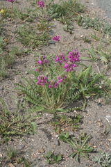 Oxytropis strobilacea