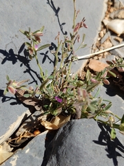 Polygala mascatensis