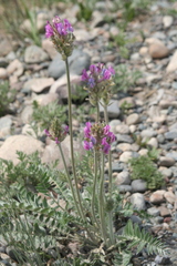 Oxytropis strobilacea