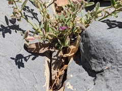 Polygala mascatensis