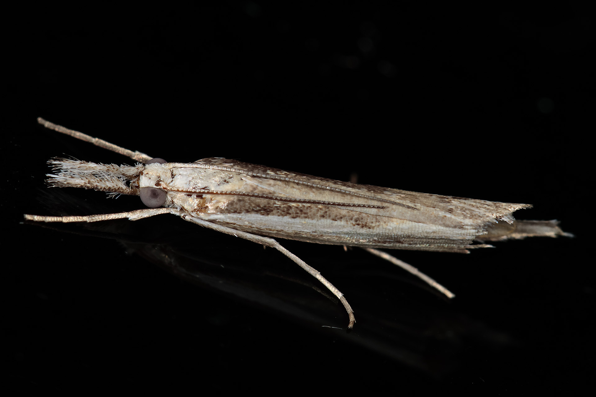 Agriphila trabeatellus