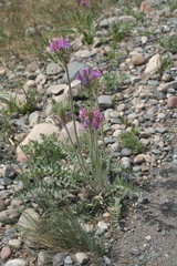 Oxytropis strobilacea