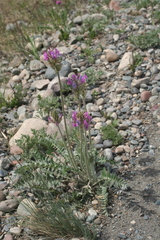 Oxytropis strobilacea