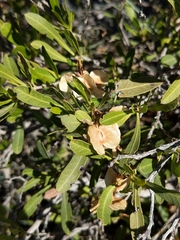 Dodonaea viscosa