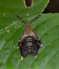 Melittia xanthopus