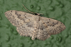 Scopula guancharia