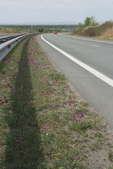 Oxytropis strobilacea