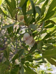 Dodonaea viscosa