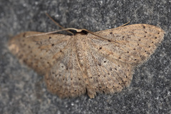 Scopula guancharia