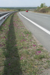 Oxytropis strobilacea