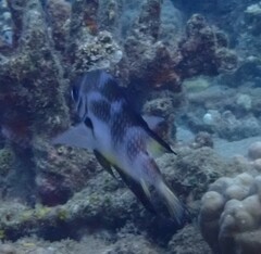 Amblyglyphidodon leucogaster