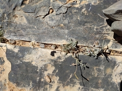 Helichrysum glumaceum