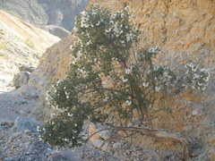 Cordia decandra
