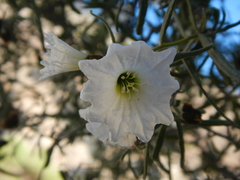 Cordia decandra