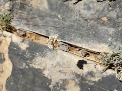 Helichrysum glumaceum