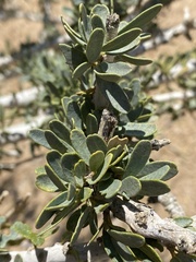 Boscia albitrunca