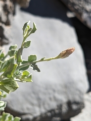 Zygophyllum indicum