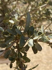 Boscia albitrunca