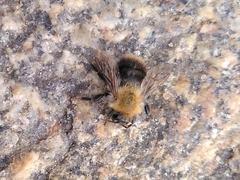 Bombus pascuorum