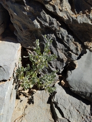 Zygophyllum indicum