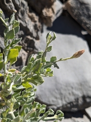 Zygophyllum indicum