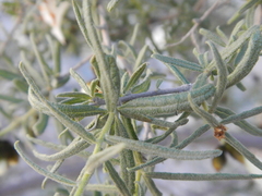 Cordia decandra