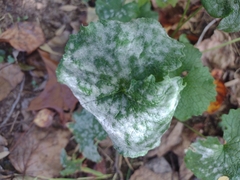 Golovinomyces cichoracearum