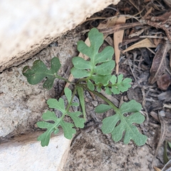Brassicaceae