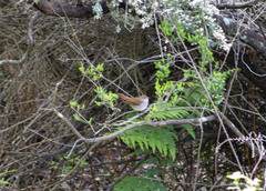 Luscinia megarhynchos