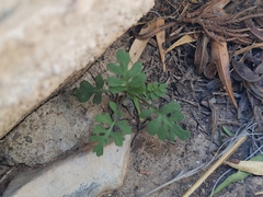 Brassicaceae