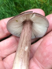 Entoloma porphyrophaeum