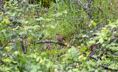 Luscinia megarhynchos