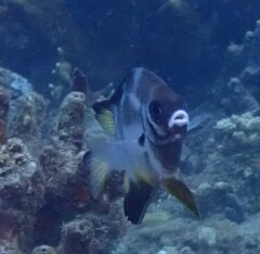 Amblyglyphidodon leucogaster