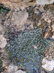 Plagiochasma rupestre