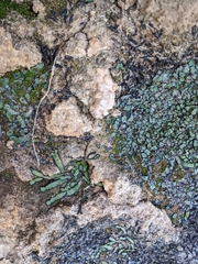 Plagiochasma rupestre