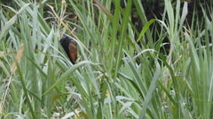 Centropus bengalensis