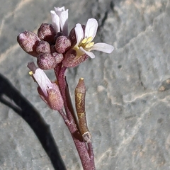 Brassicaceae