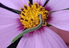 Synchlora