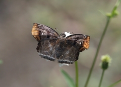Odontoptilum angulata