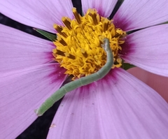 Synchlora