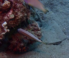 Pomacentrus amboinensis