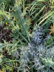 Cirsium vulgare